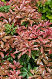(Pieris japonica 'Red Mill'), An den Dorfwiesen 9, Germany