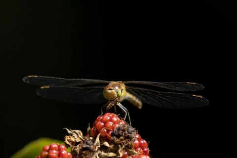 Common darter dragonfly (Sympetrum striolatum) adult female feeding on a small insect on
