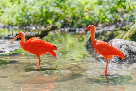 Two scarlet ibis (Eudocimus ruber) stand in the shallow water of a riverbank