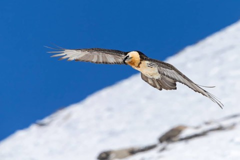 Bartgeier, Lammergeier, Gypaetus barbatus, Gypaetus barbatus meridionalis, Gypaète barbu,