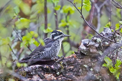 Eurasian Three-toed Woodpecker (Picoides tridactylus) male, Dovrefjell, Norway