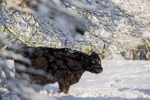 A highland cow (Bos primigenius taurus) stands on a snow-covered pasture