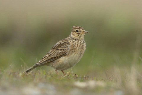 Eurasian skylark (Alauda arvensis) adult bird on grassland, England, United Kingdom