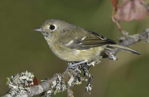 Hutton's Vireo (Vireo huttoni), British Columbia, Canada