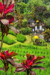 Jatiluwih, rice terrace, club lily (Cordyline fructosia), tropical plant, flower, red, temple,