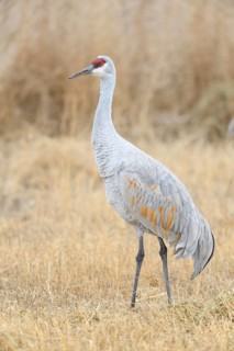 Sandhill Crane (Antigone canadensis), New Mexico, USA