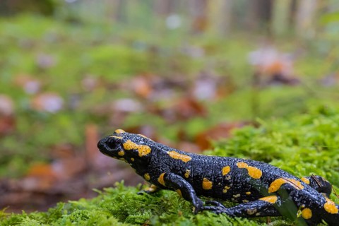 One fire salamander (Salamandra salamandra) walking over a mossy forest floor on a rainy day. IUCN