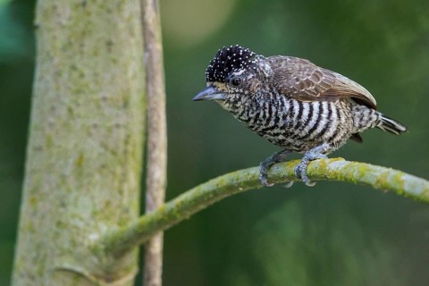 White-barred Piculet (Picumnus cirratus) perched on a branch in the Atlantic rainforest of