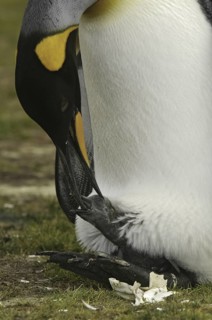 King Penguin (Aptenodytes patagonicus), Falkland Islands