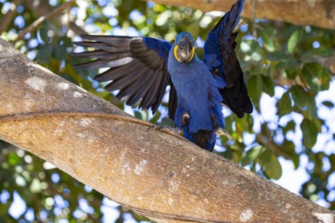 Hyacinth Macaw (Anodorhynchus hyacinthinus) Pantanal Brazil