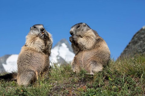 Two adult Alpine Marmot, Marmota marmota, sitting in front of the Grossglockner mountain in bright