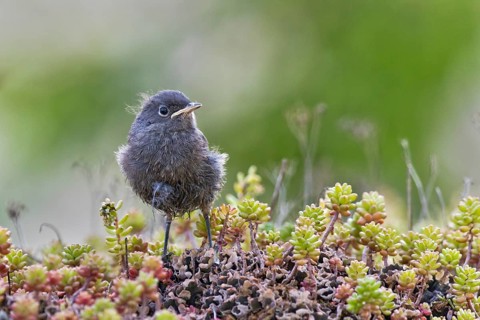 Black Redstart (Phoenicurus ochruros) juvenile, Bavaria, Germany