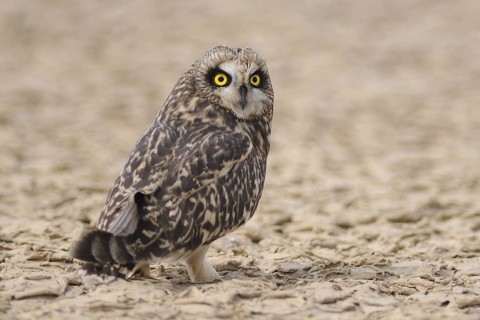 Short-eared Owl (Asio flammeus), India