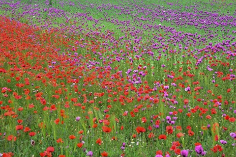 Field with poppies, red poppy (Papaver somniferum) and pink poppy, Bavaria, Germany