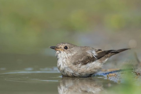 Spotted Flycatcher (Muscicapa striata) bathing, Aosta Valley, Italy