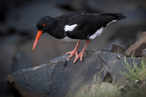 Oystercatcher (Haematopus ostralegus) standing on stone, Hvalfjörður, Iceland