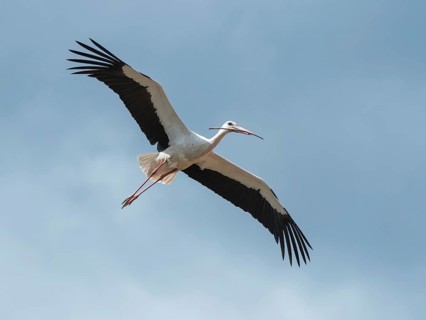 White Stork (Ciconia ciconia) flying, Brandenburg, Germany