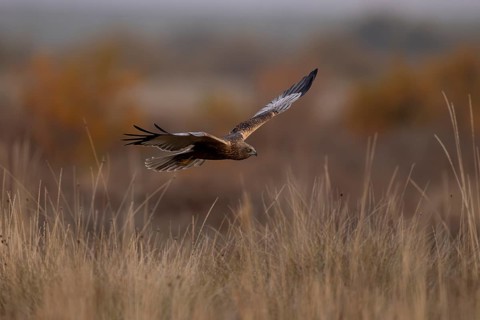 Marsh harrier (Circus aeruginosus), m, flying close to the ground, La Mancha, Spain