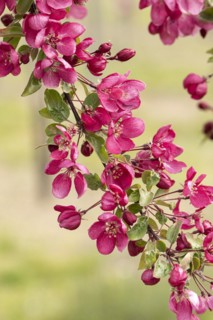 Ornamental apple (Malus 'Indian Magic'), Anchers Havecenter, Ditfurt, Saxony-Anhalt, Germany