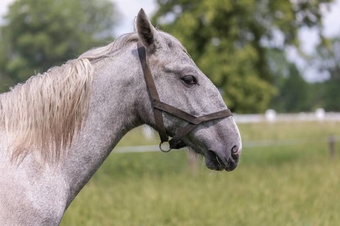 Kladruber horse, grey yearlings, standing on the paddock. Sideview portrait. National Stud Farm