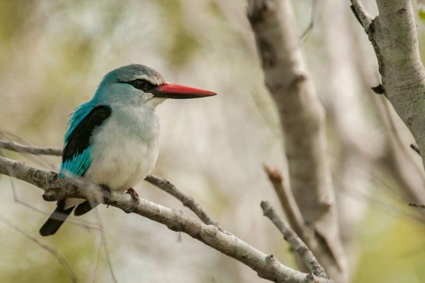 Woodland Kingfisher (Halcyon senegalensis), Mpumalanga, South Africa