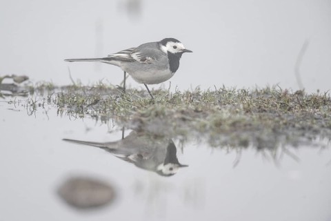 White wagtail (Motacilla alba), Lower Saxony, Germany