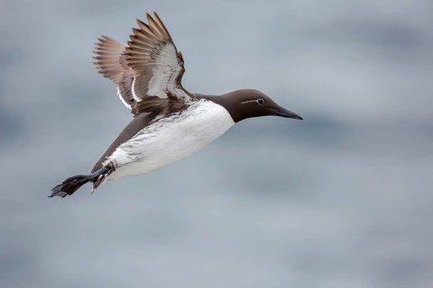 Common Murre (Uria aalge) flying, Farne Islands, United Kingdom