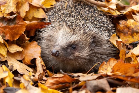 European hedgehog (Erinaceus europaeus) adult animal emerging from fallen autumn leaves, England,