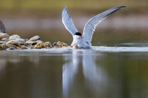 Common Tern (Sterna hirundo) bathing, North Rhine-Westphalia, Germany