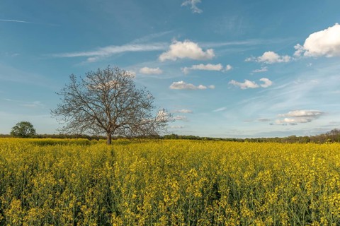A field with yellow flowers and a tree in the centre. The sky is blue with some clouds. Bas Rhin,
