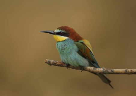 European Bee-eater (Merops apiaster), Hungary
