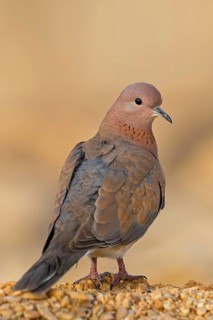 Palmtaube, Laughing Dove, Palm Dove, Streptopelia senegalensis, Tourterelle maillée, Tourterelle de