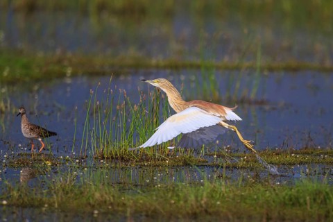 Squacco Heron (Ardeola ralloides) flying, Greece