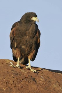 Harris's Hawk (Parabuteo unicinctus), Utah, USA