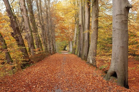 Autumn foliage, Stikelkamper Wald, Leer District, East Frisia, Lower Saxony, Germany