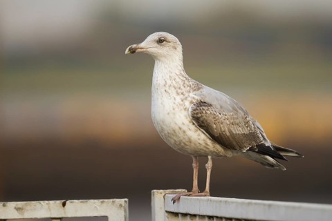 European Herring Gull (Larus argentatus), Schleswig-Holstein, Germany