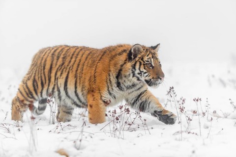 One young Siberian Tiger, Panthera tigris altaica, running over snowy meadow with dense fog in the