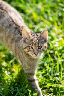 European wildcat (Felis silvestris silvestris) on a meadow, Hesse, Germany