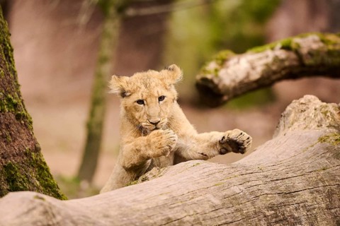 Asiatic lion (Panthera leo persica) cub climbing a tree trunk, captive