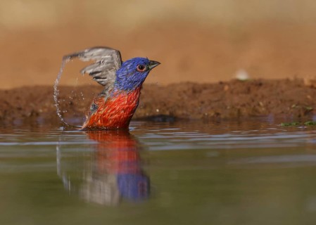 Painted Bunting (Passerina ciris) male bathing, Texas, USA