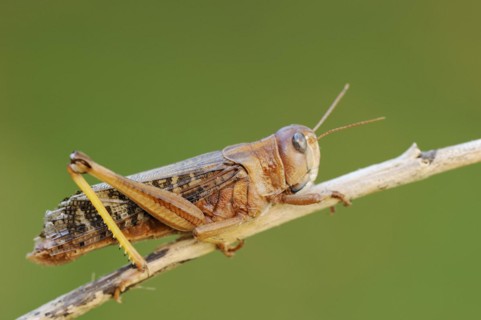 European migratory locust (Locusta migratoria), Provence, southern France
