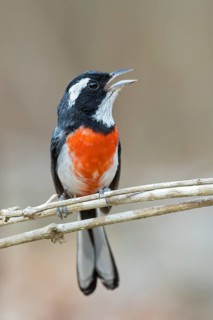 Red-breasted Chat (Granatellus venustus) perched on a branch in Oaxaca, Mexico