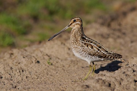 Common Snipe (Gallinago gallinago), Emsland, Lower Saxony, Germany