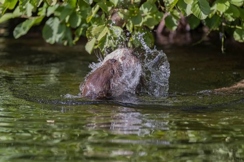 Two Eurasian otter (Lutra lutra), playing in the water