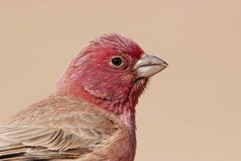 Sinai Rosefinch (Carpodacus synoicus) male, Eilat, Israel
