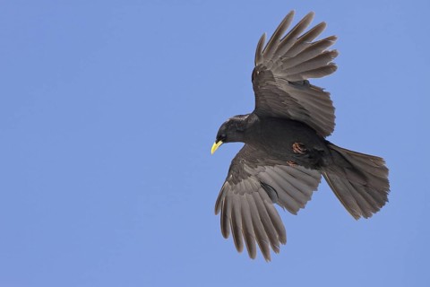 Alpine Chough (Pyrrhocorax graculus) flying, St. Gallen, Switzerland