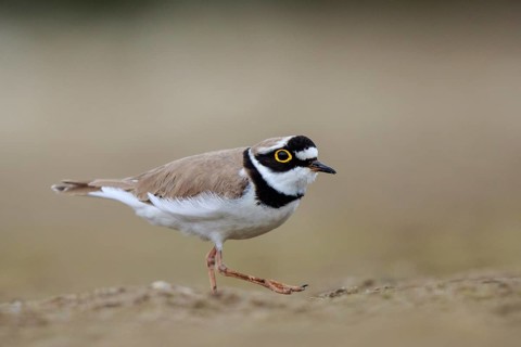 Little Ringed Plover (Charadrius dubius) male, North Rhine-Westphalia, Germany