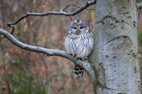Hawk owl (Strix uralensis), adult, in winter, on tree, on tree trunk, Bohemian Forest, Czech