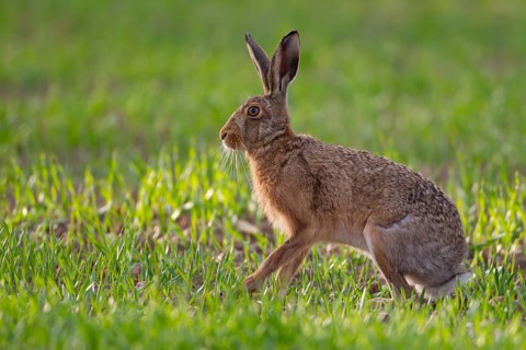 European brown hare (Lepus europaeus) adult animal in a farmland cereal field crop in summer,