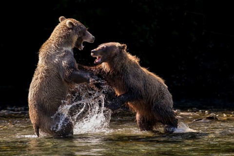Grizzly Bear (Ursus arctos horribilis) two adult fighting, British Columbia, Canada